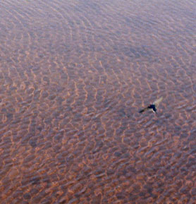 Flight (Wilsons Promontory), 2002, Kim Percy